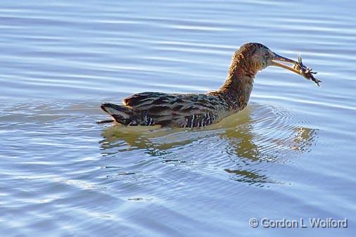 Rail With Catch_36991.jpg - Photographed along the Gulf coast near Port Lavaca, Texas, USA.